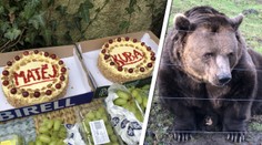 Pohádkoví medvědi slavili 20 let! Jsou líní a Kuba trochu alkoholik