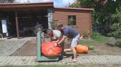 VIDEO: Unikát na zahrádce! Obří dýně má v obvodu téměř dva metry