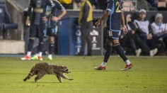 Zápas MLS přerušil mýval. Pořadatelům unikal za jásotu fanoušků