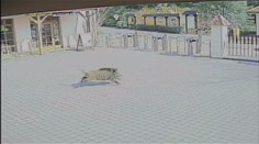 Divoký kanec vlezl ve zlínské zoo do výběhu hyen! Ty ho potrhaly...