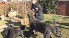 VIDEO: Velká psí nadílka. Jedenáct hladových vlkodavů
