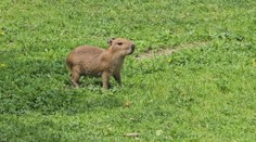 Skupina kapybar v jihlavské zoo je opět větší. Narodila se tam dvě mláďata