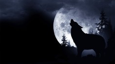 Vlčí úplněk má magickou sílu. Přináší štěstí ve hře, říká astroložka