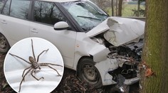 Žena nabourala do stromu. "Může za to moucha," tvrdí policii
