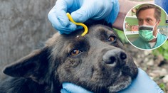 Klíšťata a mazlíčci: Vykroutit, nebo vytrhnout? Klíště pak nevyhazujte