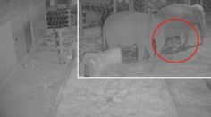 Unikátní video! Pražská zoo ukázala, jak přišla na svět malá slonice