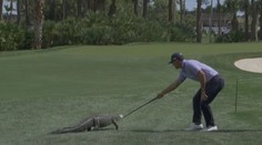Nechtěná návštěva na golfu. Na greenu se objevil aligátor, hráč ho zahnal