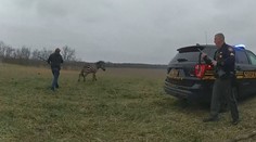 V Ohiu zaútočila zebra na svého majitele a pokousala ho. Policie zvíře zastřelila
