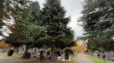 Lidé podepsali petici proti kácení jedle. Město ji chce odstranit kvůli nebezpečí