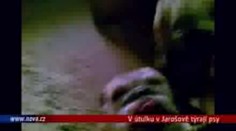 VIDEO: V útulku v Jarošově týrají psy