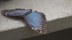 Botanická zahrada vystavila motýly. K vidění je jeden z největších na světě