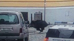 Divočák na ulici srazil ženu! Poničil obchod, pak přeplaval řeku