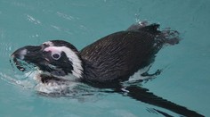 Zoo v Ústí poprvé ukázala vzácné tučňáky, v Česku je chová jediná