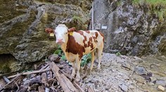 Kráva uvízla na ferratě ve Slovenském ráji. Nechali ji utratit, lidé zuří