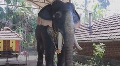 VIDEO: Staré tradiční rituály se mění. Hinduisté uctívají slony na elektriku