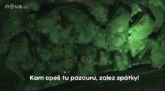 Čeští vědci rozluštili řeč netopýrů