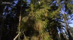 VIDEO: Na Netolicku je měsíční krajina. Za devastací lesů stojí kopáči vltavínů
