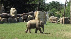 V Zoo Praha je jedna hvězda: chráněnec Sita