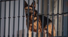 Bidenův pes pokousal v Bílém domě dalšího agenta tajné služby