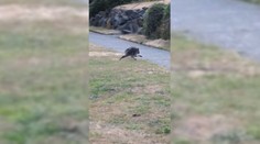 Po americkém městě pobíhá unikátní tvor. Jeho videa se stala virálními