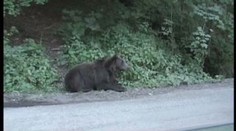 Medvědi v Rumunsku žebrají u silnice o jídlo