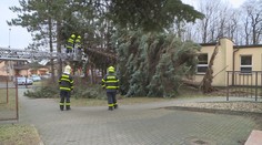 Na dítě v kočárku v Brně spadl strom, zemřelo. Vše řeší policisté