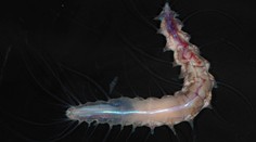 Vědci v oceánu objevili nové druhy zvířat. Z některých přebíhá mráz po zádech