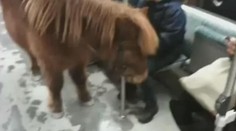 Žena cestovala metrem i se svým poníkem