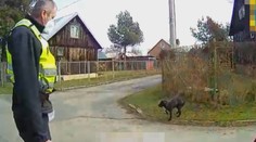 V Ostravě našli zbídačeného psa. Páníček mu svazoval packy, aby neutíkal