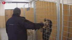 VIDEO: Útulky zaplnily nechtěné vánoční dárky. O pejsky je naštěstí zájem