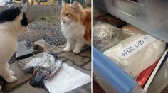 Mrtvolku si uložil do mrazáku! Muž pátrá po majiteli padlého holuba