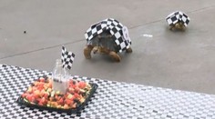 VIDEO:  Je toto nejpomalejší závod? Takhle to dopadá, když formule nahradí želvy