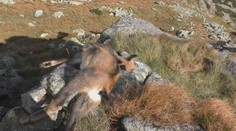 Roční mládě kamzíka se zřítilo ze skály, někdo ho naháněl dronem!