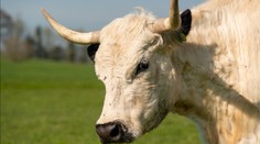Šok při ragbyovém zápase! Hráče přímo na hřišti pronásledoval zuřící býk