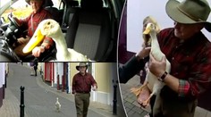 VIDEO: Hej pane! Kam jdete s tou kachnou?