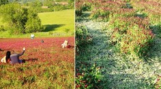 Kvůli fotkám lidé masivně ničí úrodu jetele, stěžuje si Agrární komora
