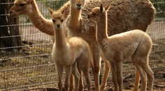 Agresivní psi rozsápali v brněnské zoo dvě mláďata lamy!