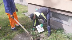 V Česku odstartovaly plošné deratizace potkanů. Hlodavci zamořili řadu měst