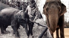 Liberecká zoo truchlí. Veterináři museli uspat sloní babičku Rání