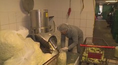 Ceny zelí letí nahoru. Za krouhané dáte i o čtvrtinu více než loni