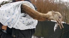 Strážníci přes hodinu "lovili" pštrosa na útěku, pomohla až síť. VIDEO