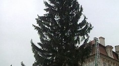 Na Staroměstském náměstí je už vánoční strom