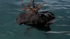 To je KOMIK! LOS si šel zaplavat! Nemohli ho dostat Z BAZÉNU!