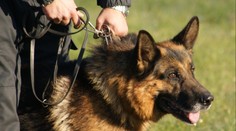 Nešťastný incident při pátrání. Policejní pes zranil malé dítě
