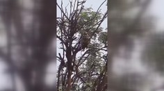 Obavy z šíření Covid-19! Na technika zaútočily opice, ukradly mu vzorky