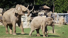 Zoo Praha: Sloní samec Mekong se stává pánem stáda
