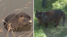 Boj o žrádlo! V Hradci Králové zakázali krmit kočky a nutrie