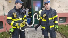 Ostravští hasiči lovili dvoumetrovou krajtu. Had se skryl ve sklepě