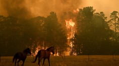 Peklo v Austrálii ohrožuje i zvířata. Lidé je zachraňují z hořících lesů