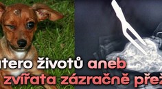 Devatero životů aneb Když zvířata přežijí brutální zranění